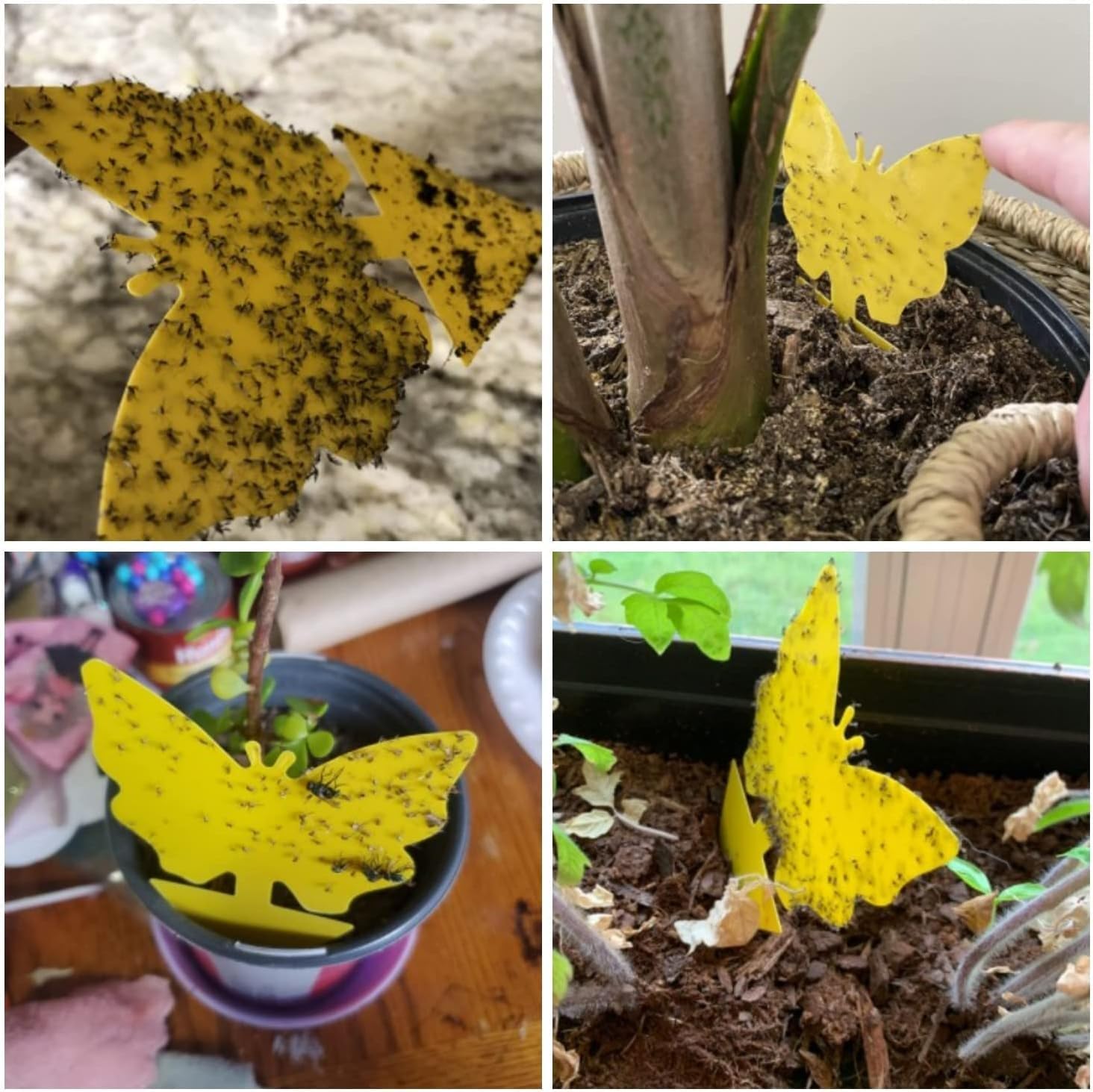 Stingmon Yellow Sticky Fruit Fly Trap with adhesive close-up