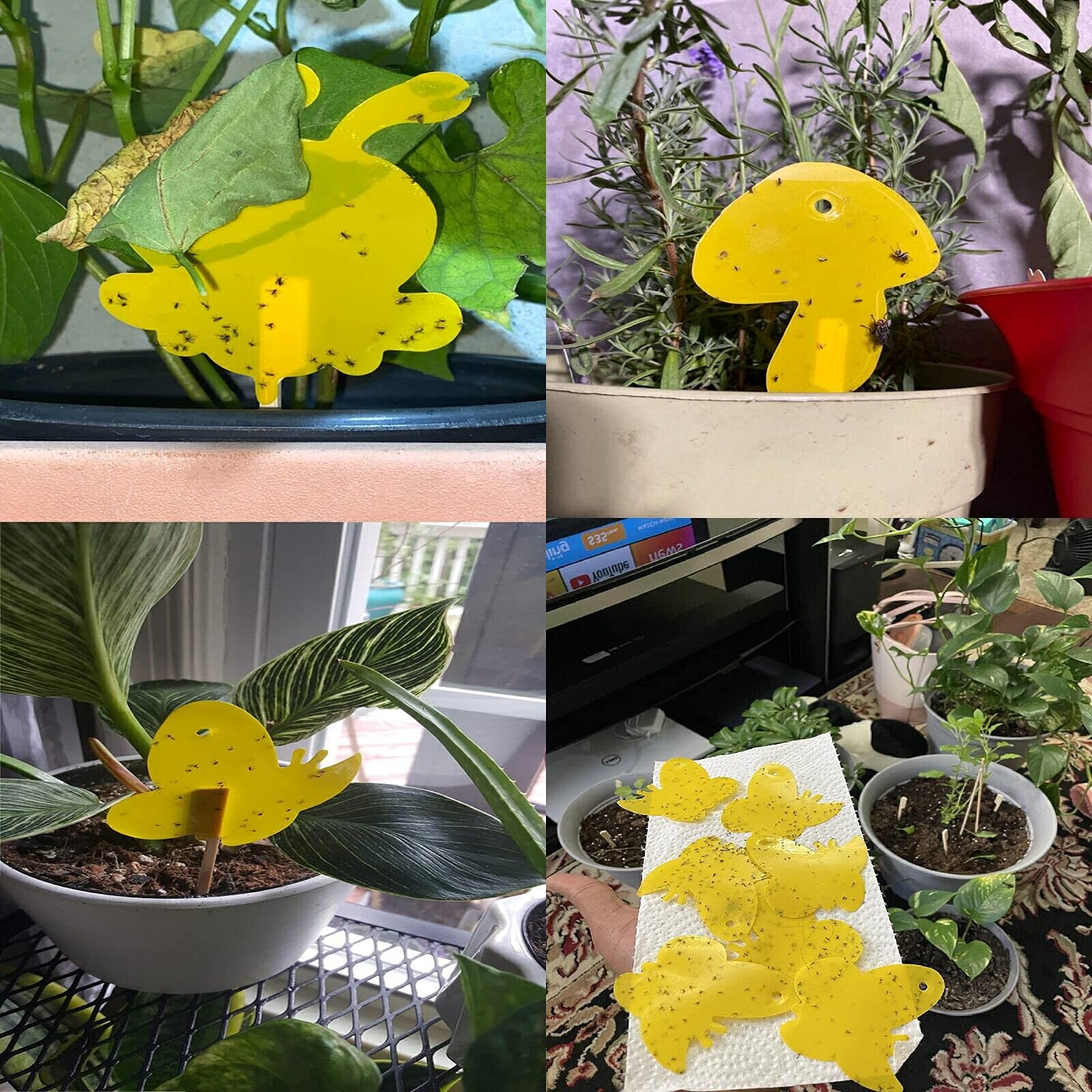 Stingmon Yellow Sticky Traps in garden setting