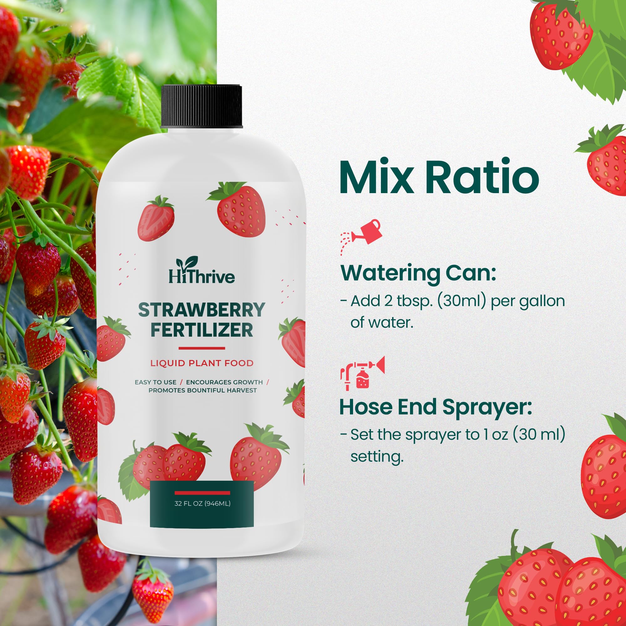 Strawberries growing in a garden fertilized with HiThrive