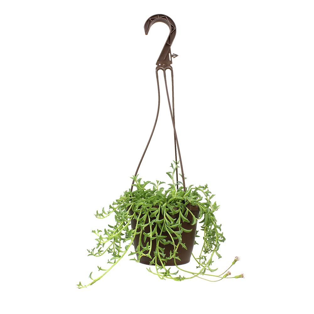 String of Dolphins succulent displayed with other indoor plants