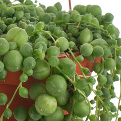 String of Pearls succulent plant in a hanging planter