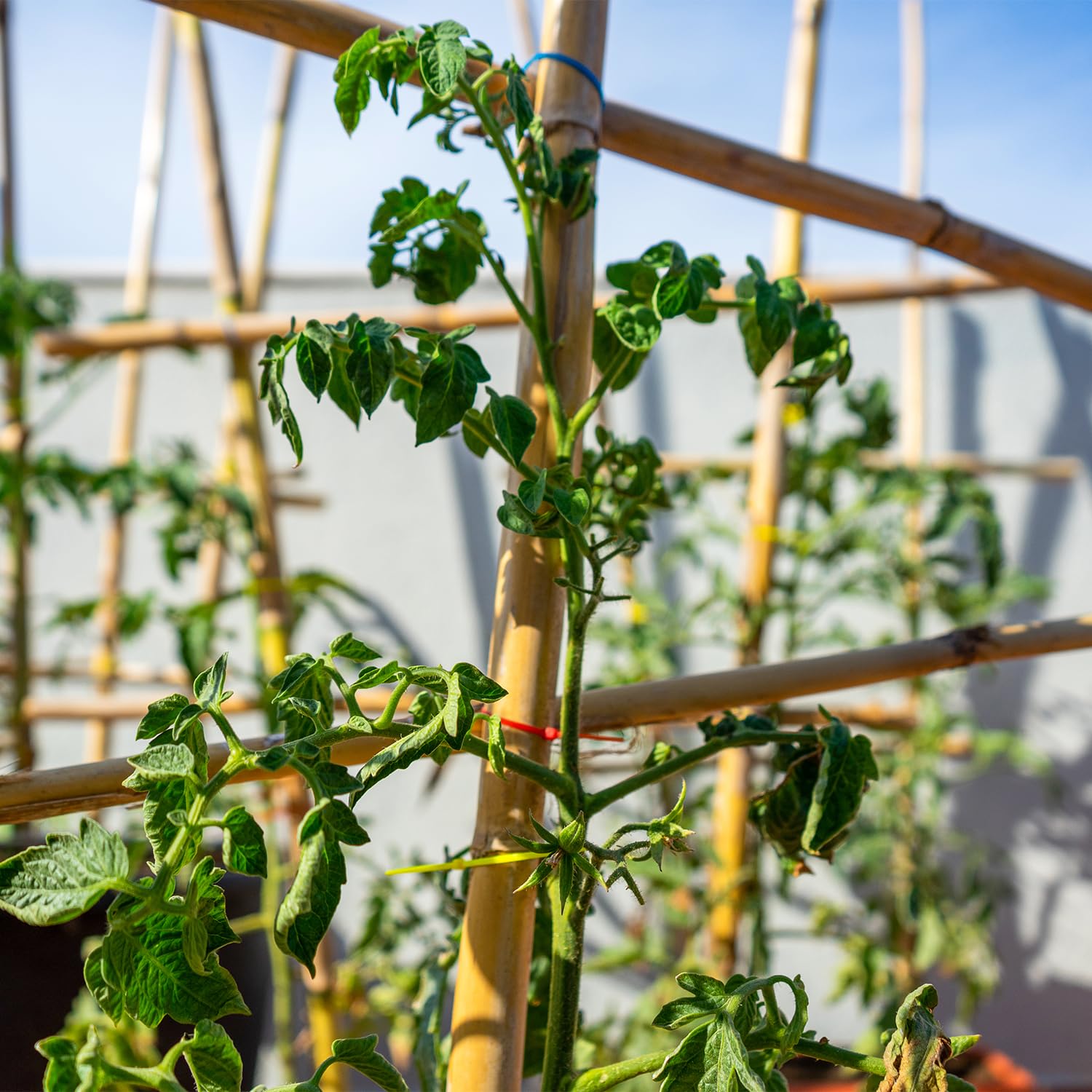 Stroller Bamboo Stakes 3 FT displayed with vegetables in garden
