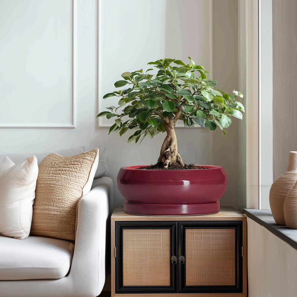 Stylish EPFamily bonsai pot displayed in a garden setting