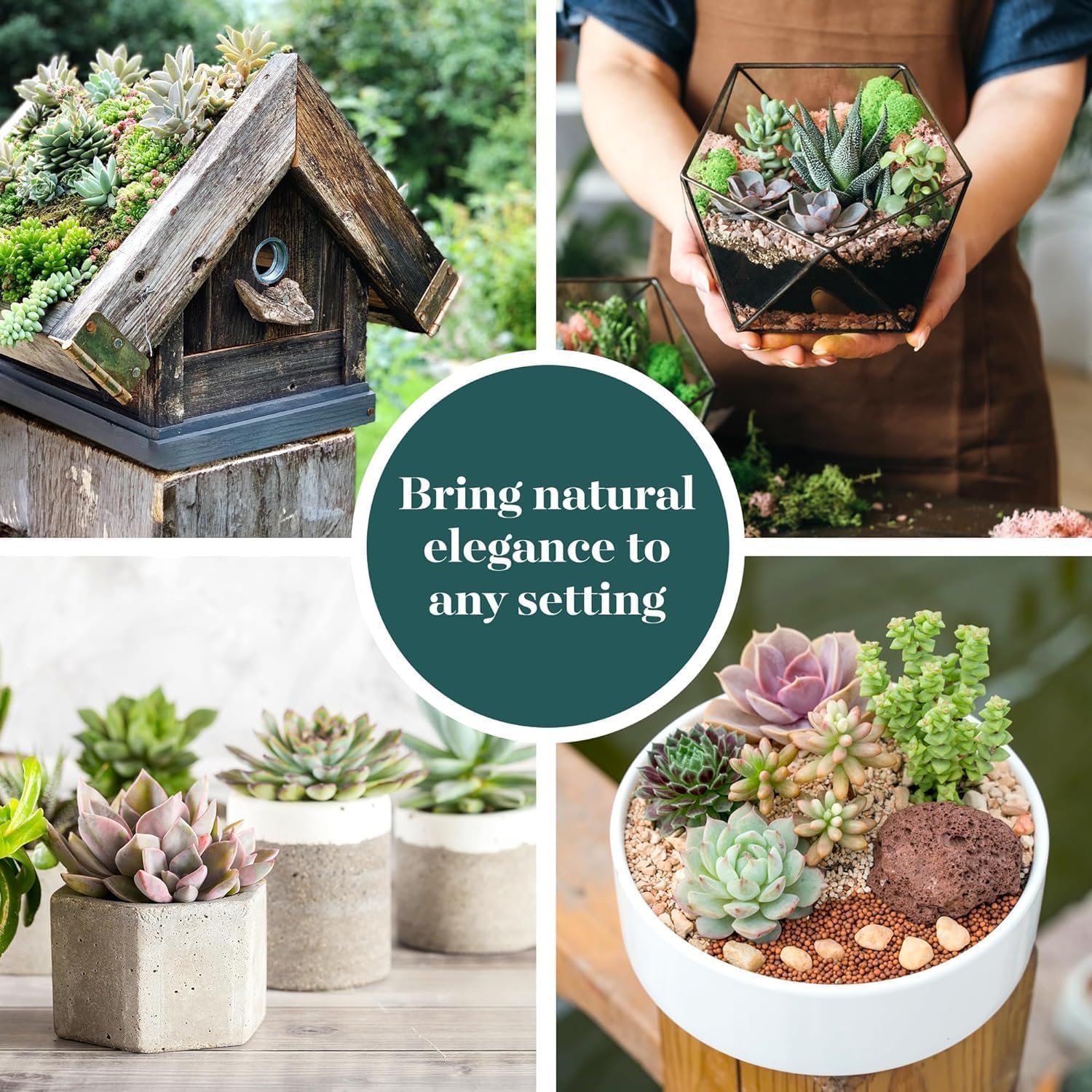 Succulent plants arranged on a windowsill