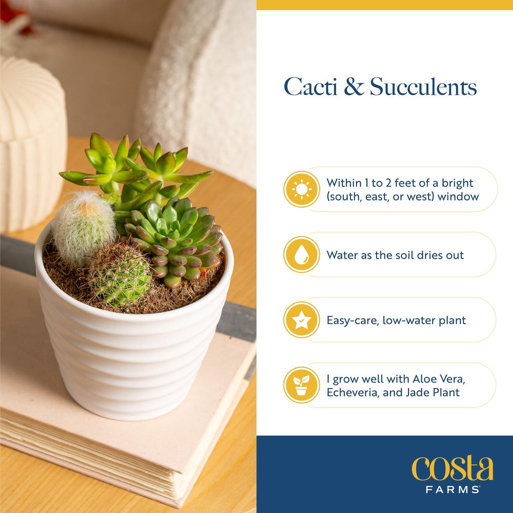 Succulent plants in decorative packaging for delivery