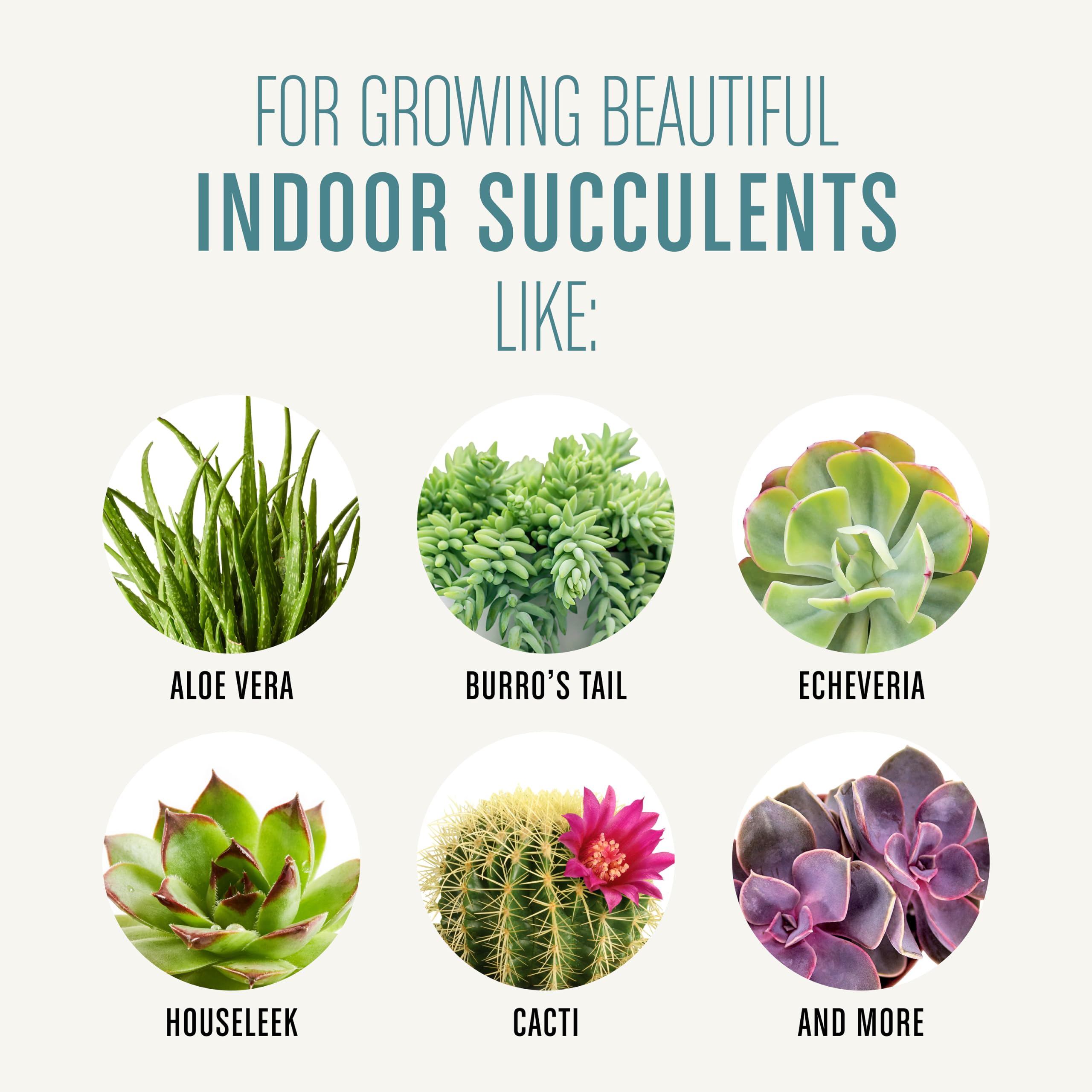 Succulent plants in pots using Miracle-Gro Soil
