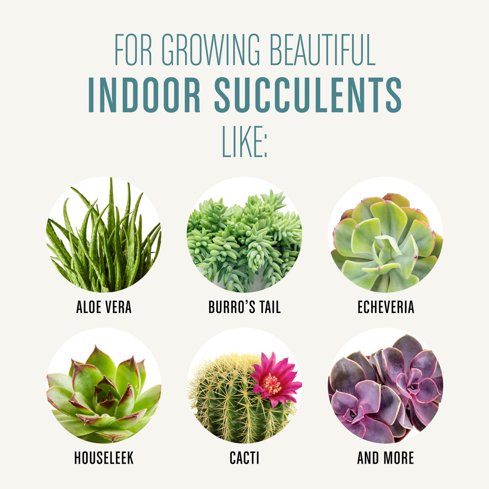 Succulent plants in pots using Miracle-Gro Soil