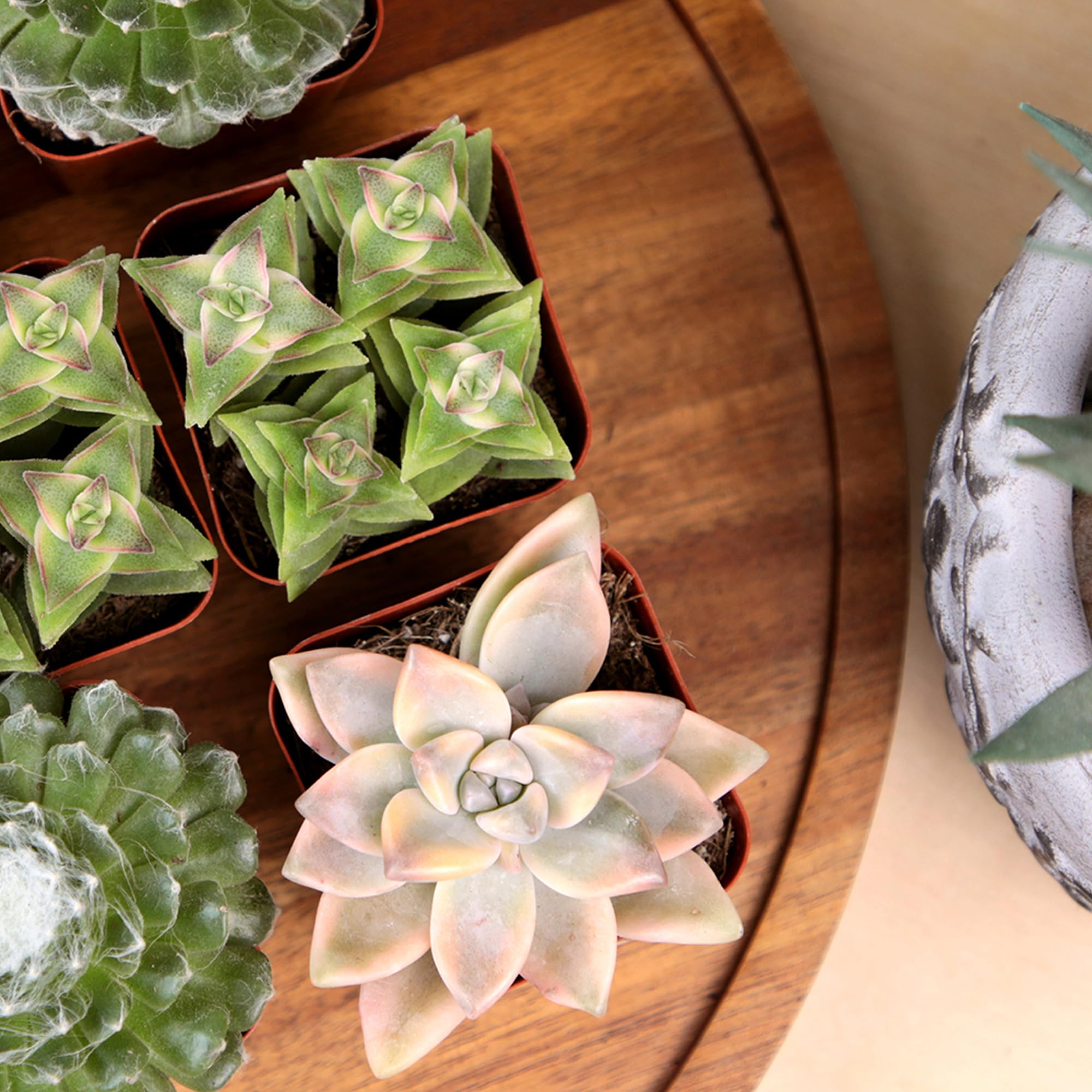 Succulent plants showcasing various shapes and sizes