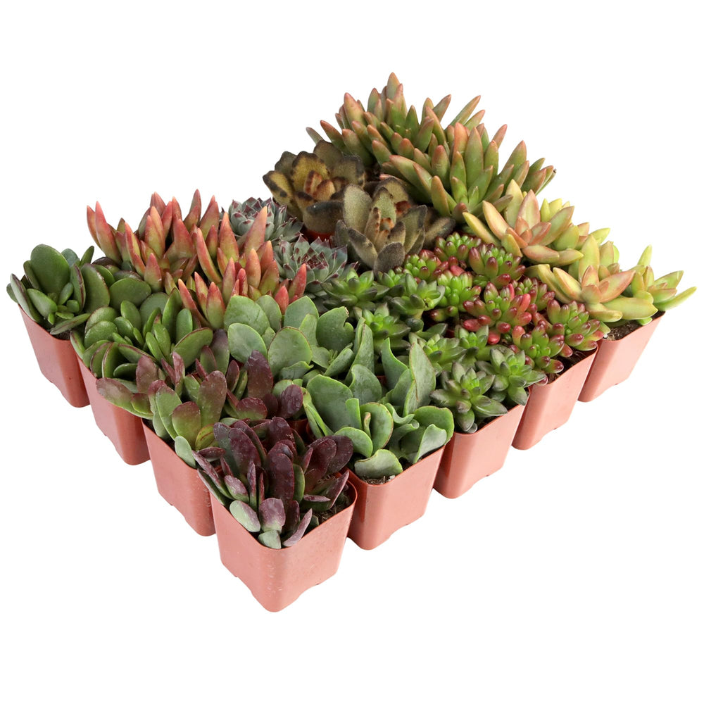 Succulents in 2 in. pots ready for crafting and arrangements