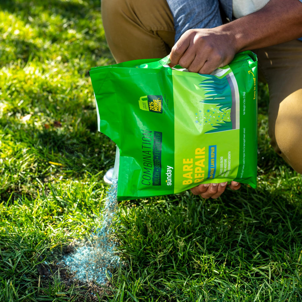 SUNDAY Bare Repair Grass Seed texture and blend close-up