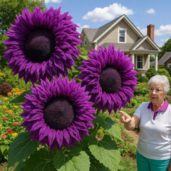 Sunflowers blooming in a garden with a pollinator