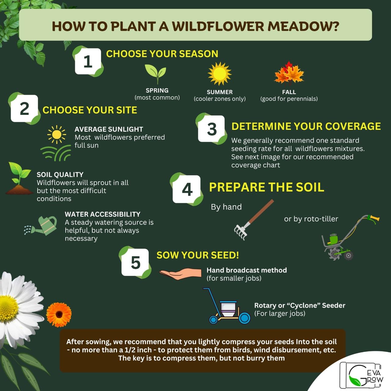 Sunflowers from GevaGrow wildflower mix