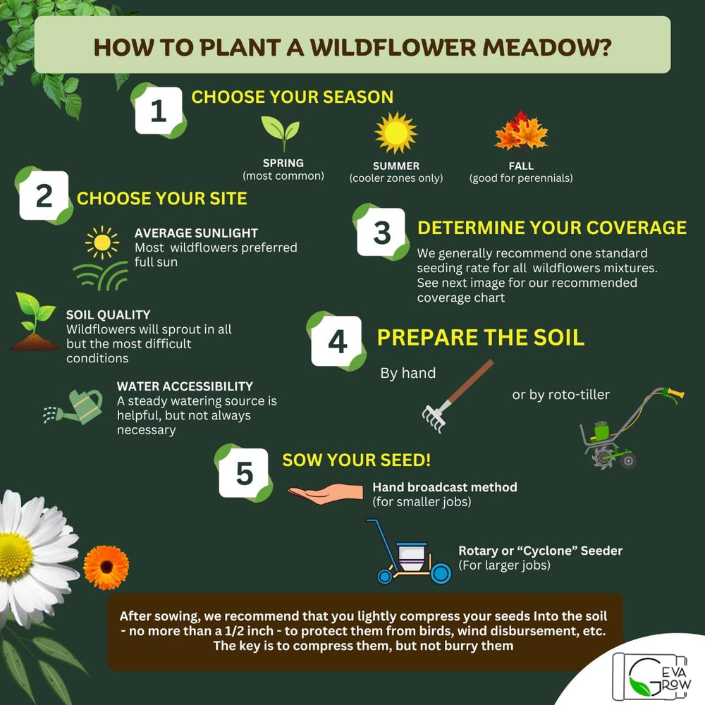 Sunflowers from GevaGrow wildflower mix