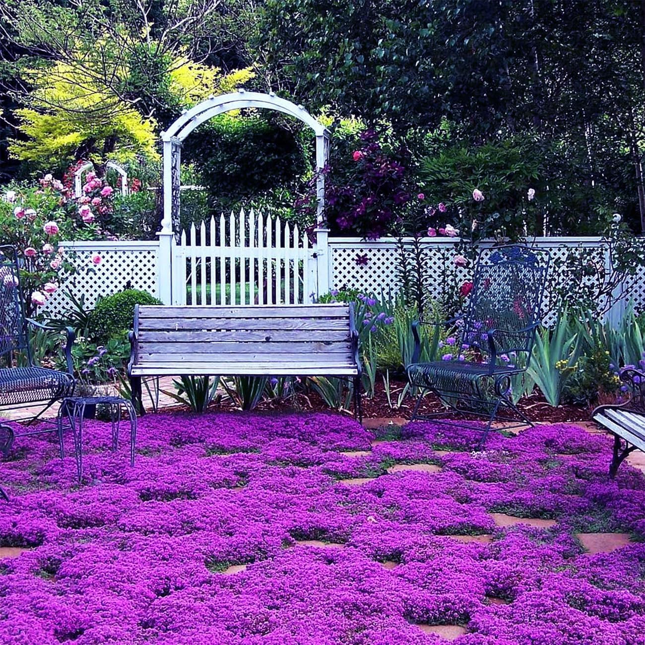Sunlight shining on a patch of creeping thyme