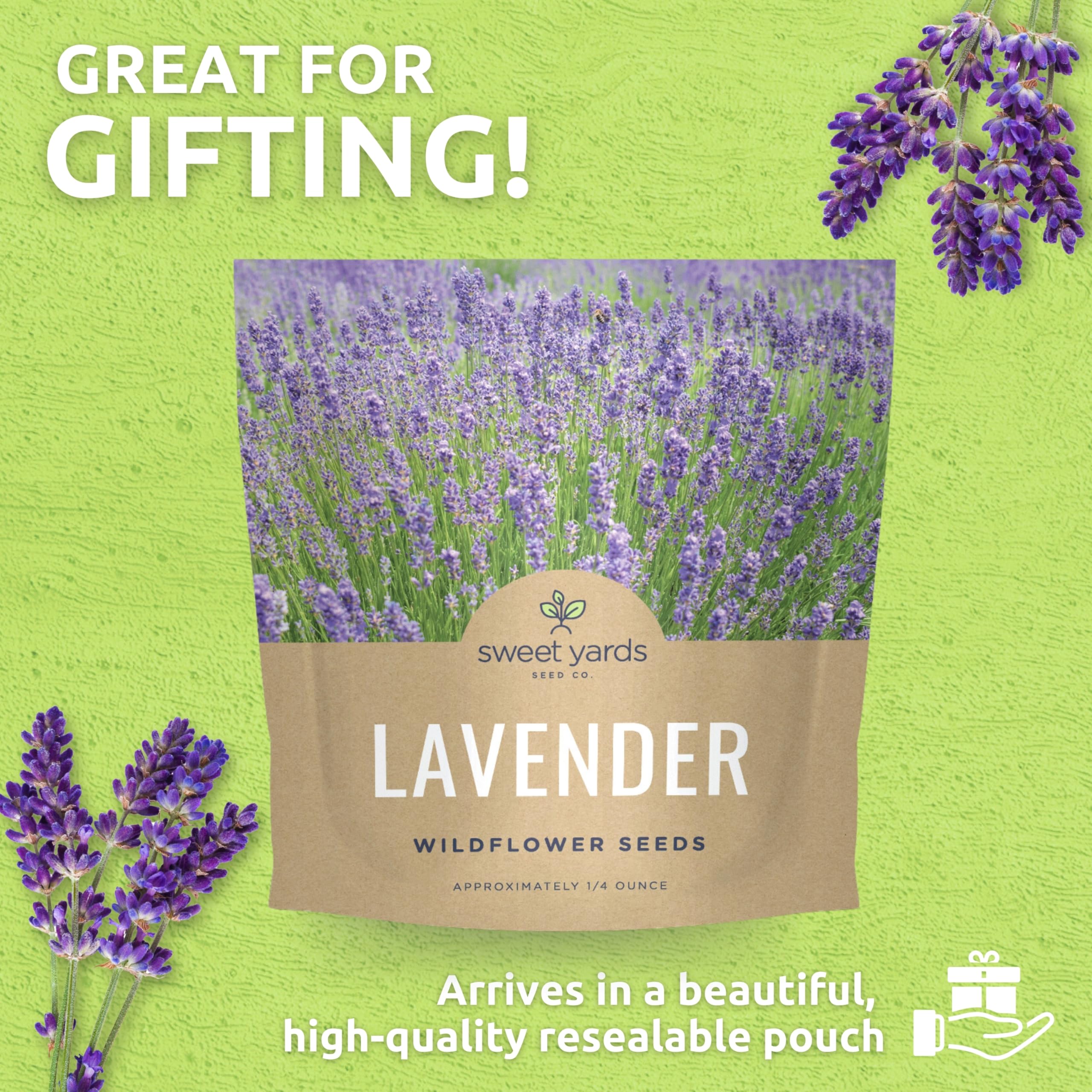 Sunlit lavender plants growing in a garden
