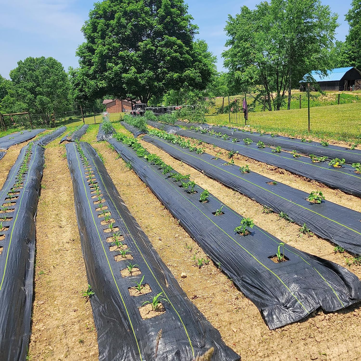 Sunocity weed barrier fabric showing application in landscaping