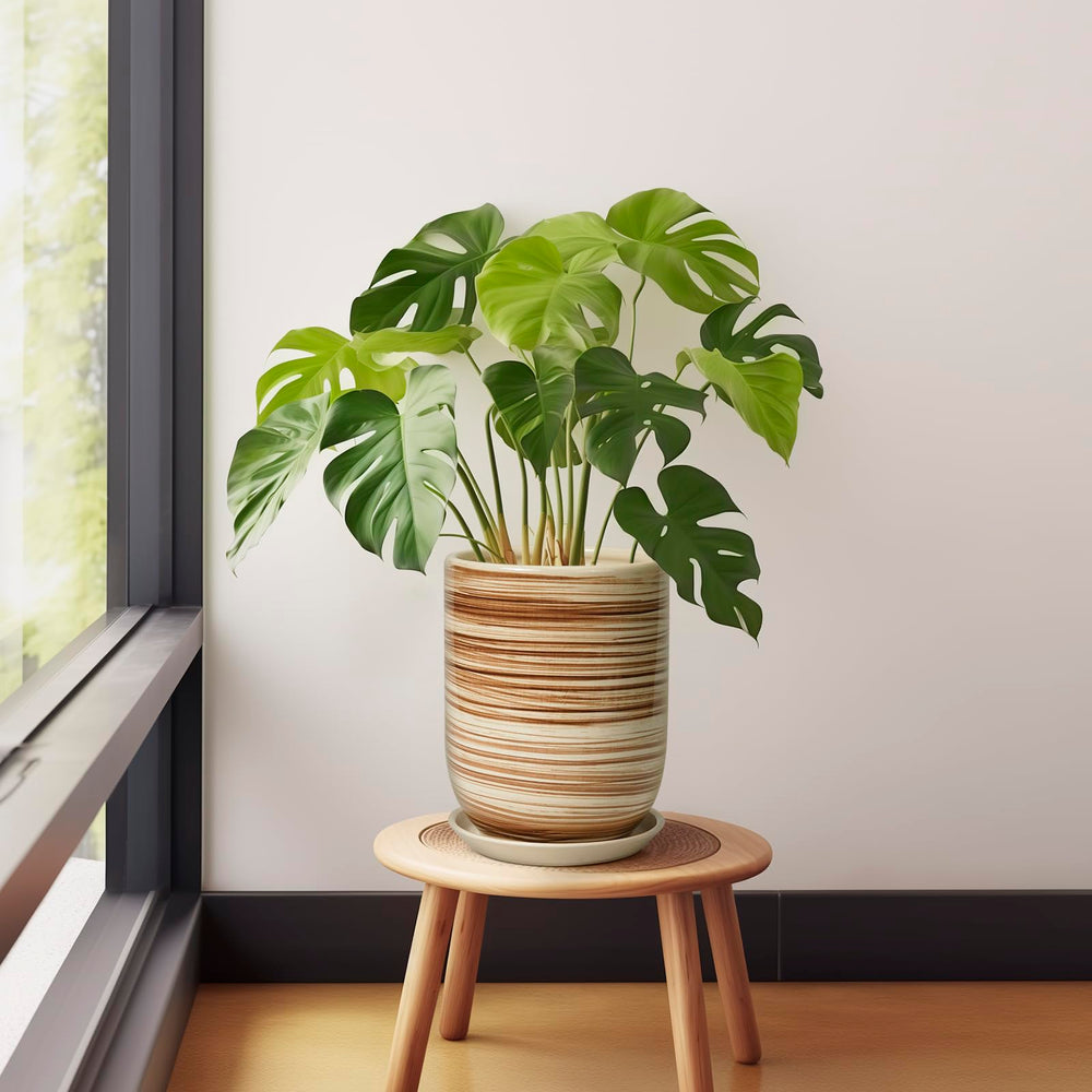 SUNPOTFOR 8 Inch Ceramic Planter with succulent