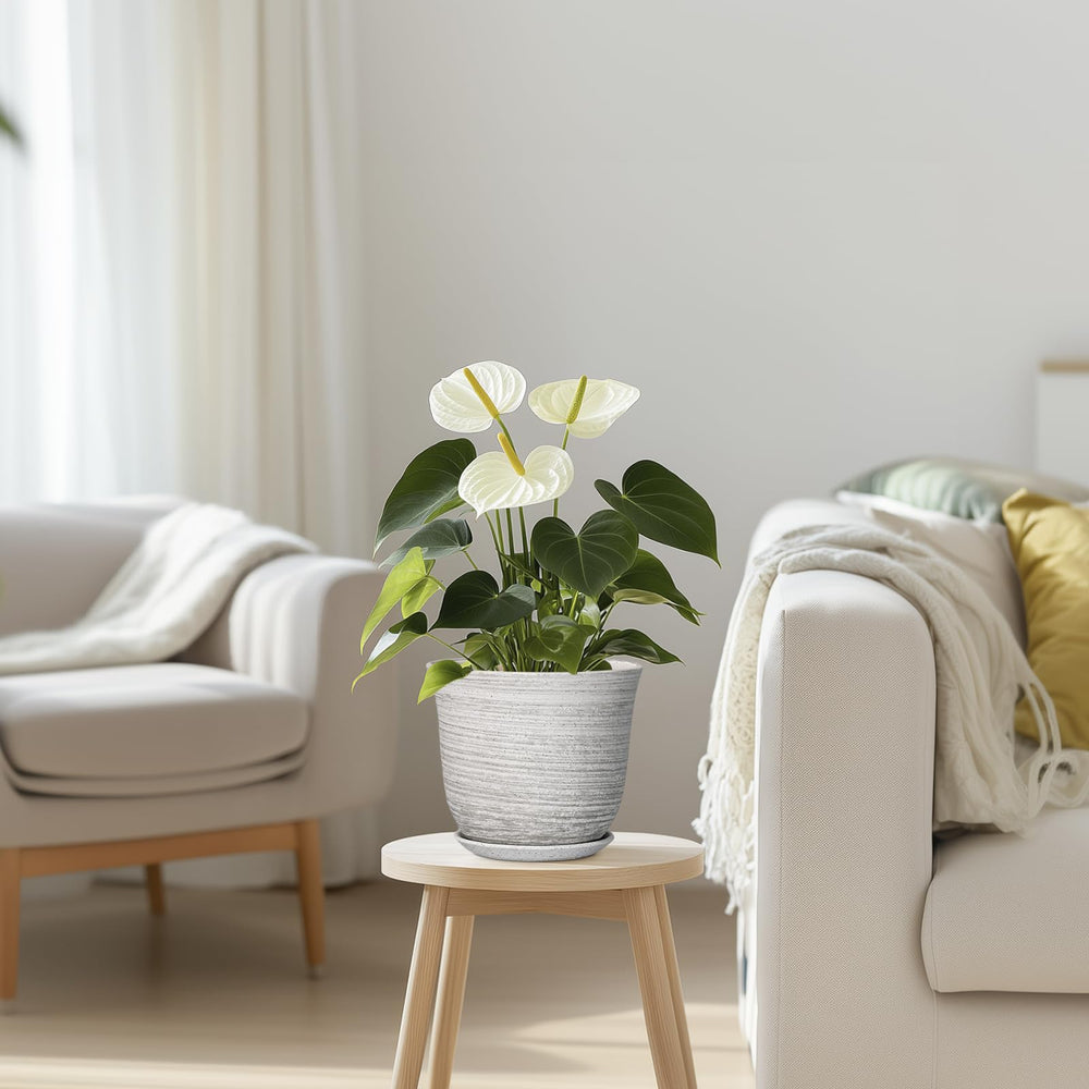 SUNPOTFOR Ceramic Plant Pot with a plant on a desk