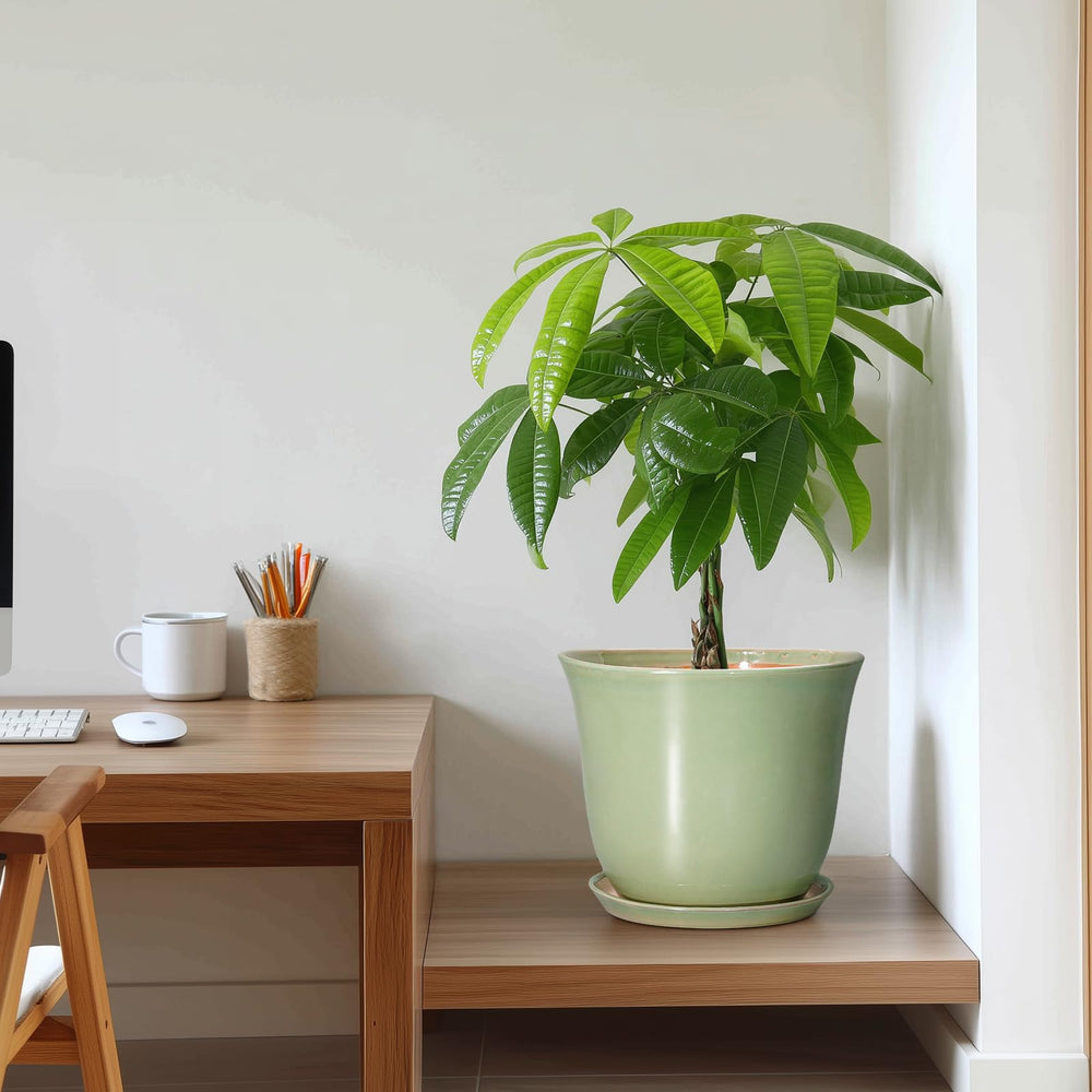 SUNPOTFOR planter displayed in a living room setting