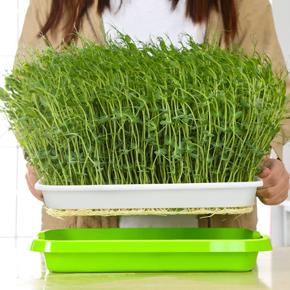 SUNPRO Seed Sprouter Tray with humidity lid in use