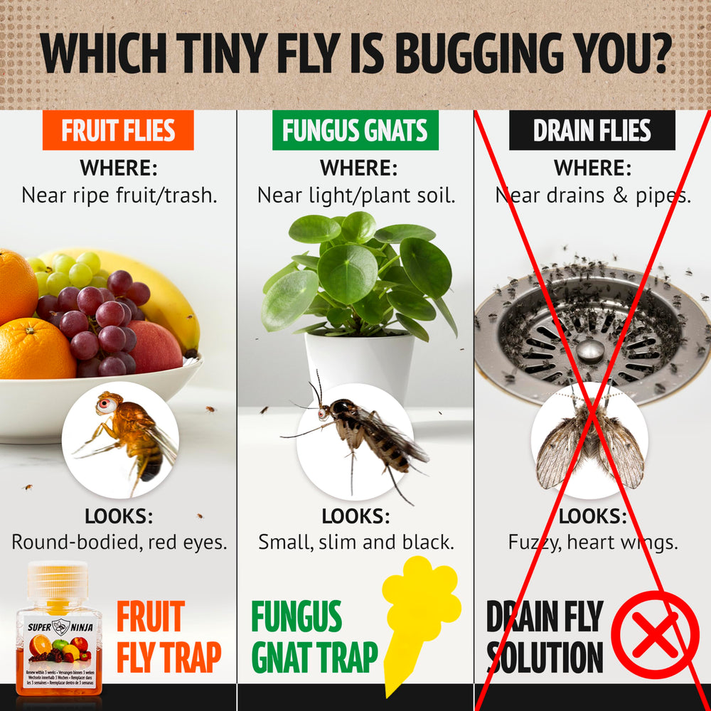 Super Ninja Fruit Fly Trap side view showing packaging
