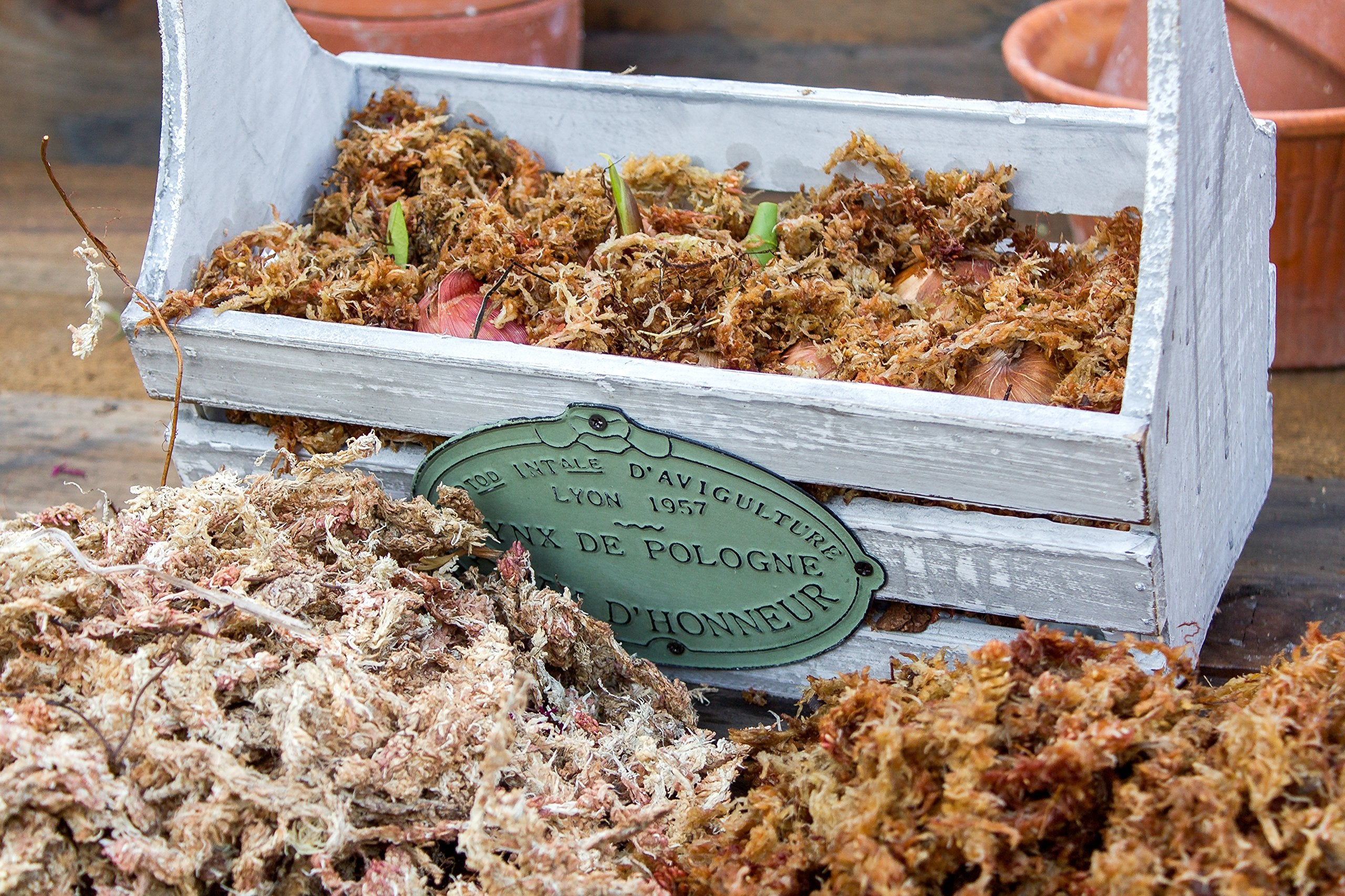 SuperMoss Orchid Sphagnum Moss showing clean, long fibers