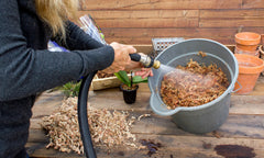 SuperMoss Orchid Sphagnum Moss used in a potted orchid