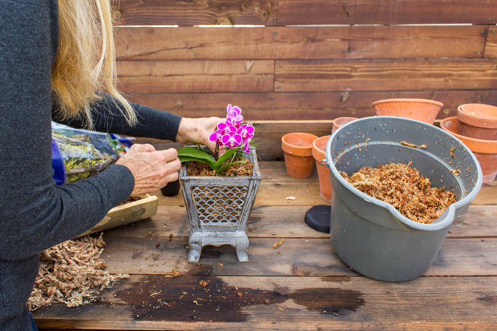 SuperMoss Orchid Sphagnum Moss used in a succulent arrangement