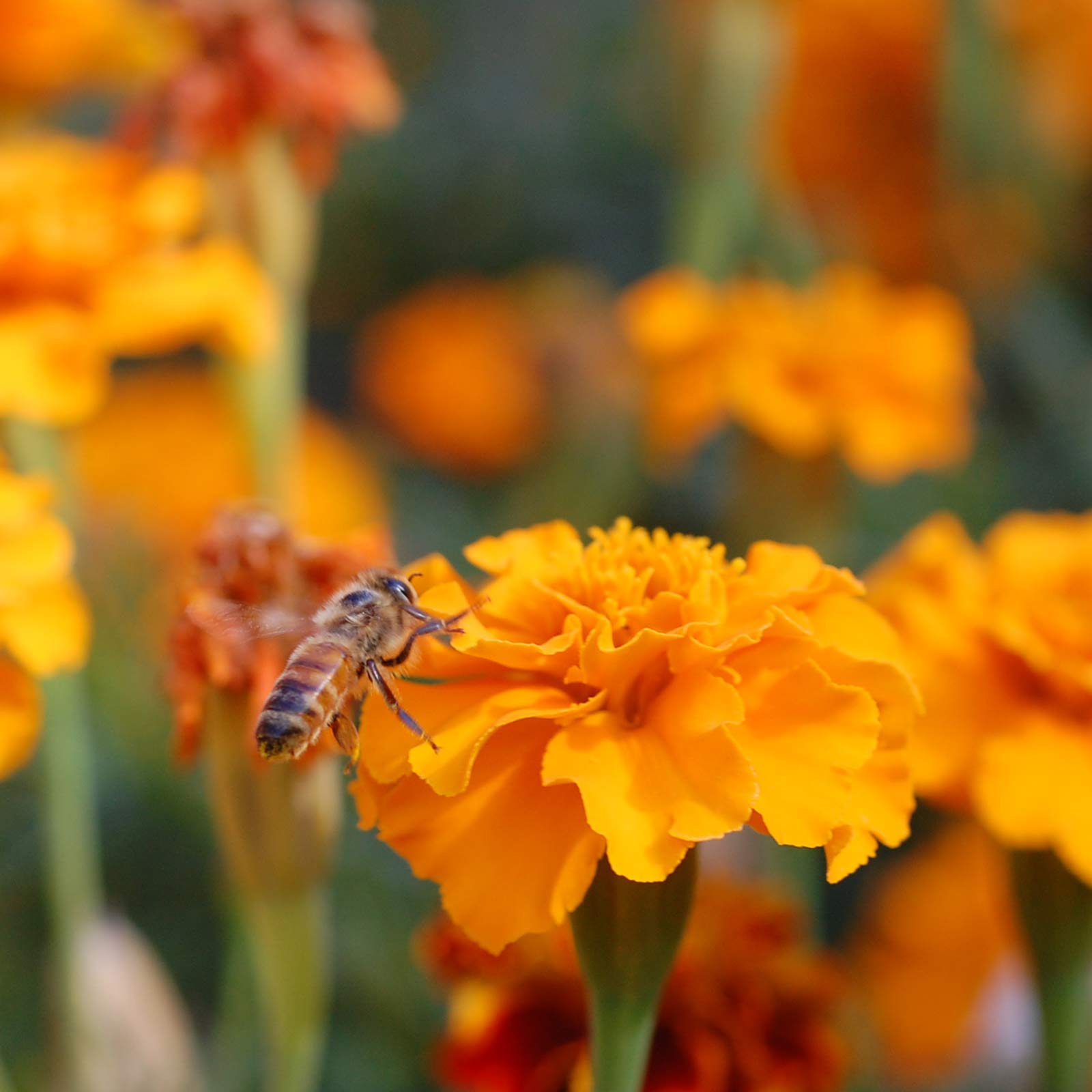 Sustainable packaging of Mountain Valley Seed Company Wildflower Seed Shaker