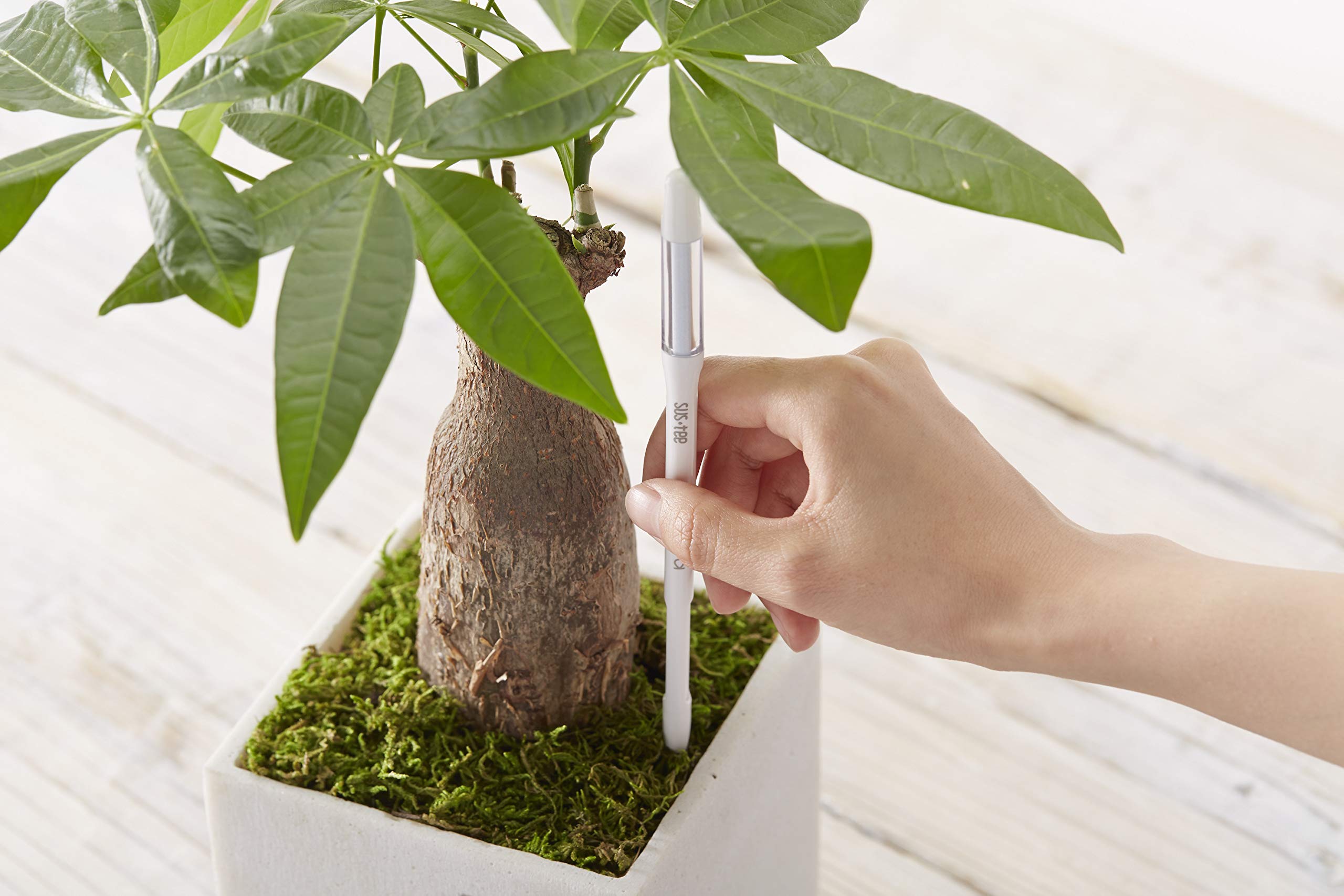 Sustee Aquameter inserted in a small succulent pot