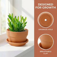 Suwimut terracotta pots arranged on a windowsill