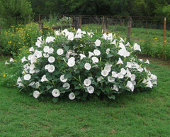 SVI Fragrant Moonflower Bush seeds pack with white flower seeds