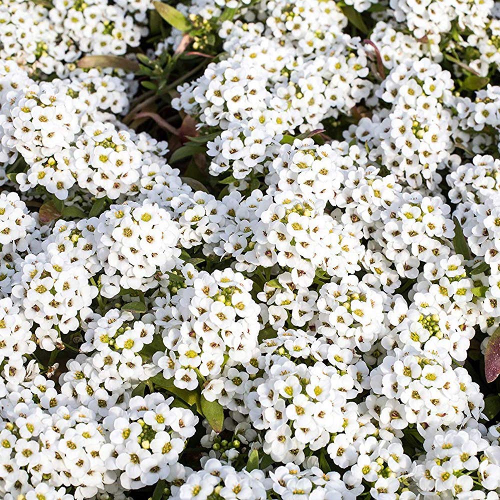 Sweet Alyssum in a container garden arrangement