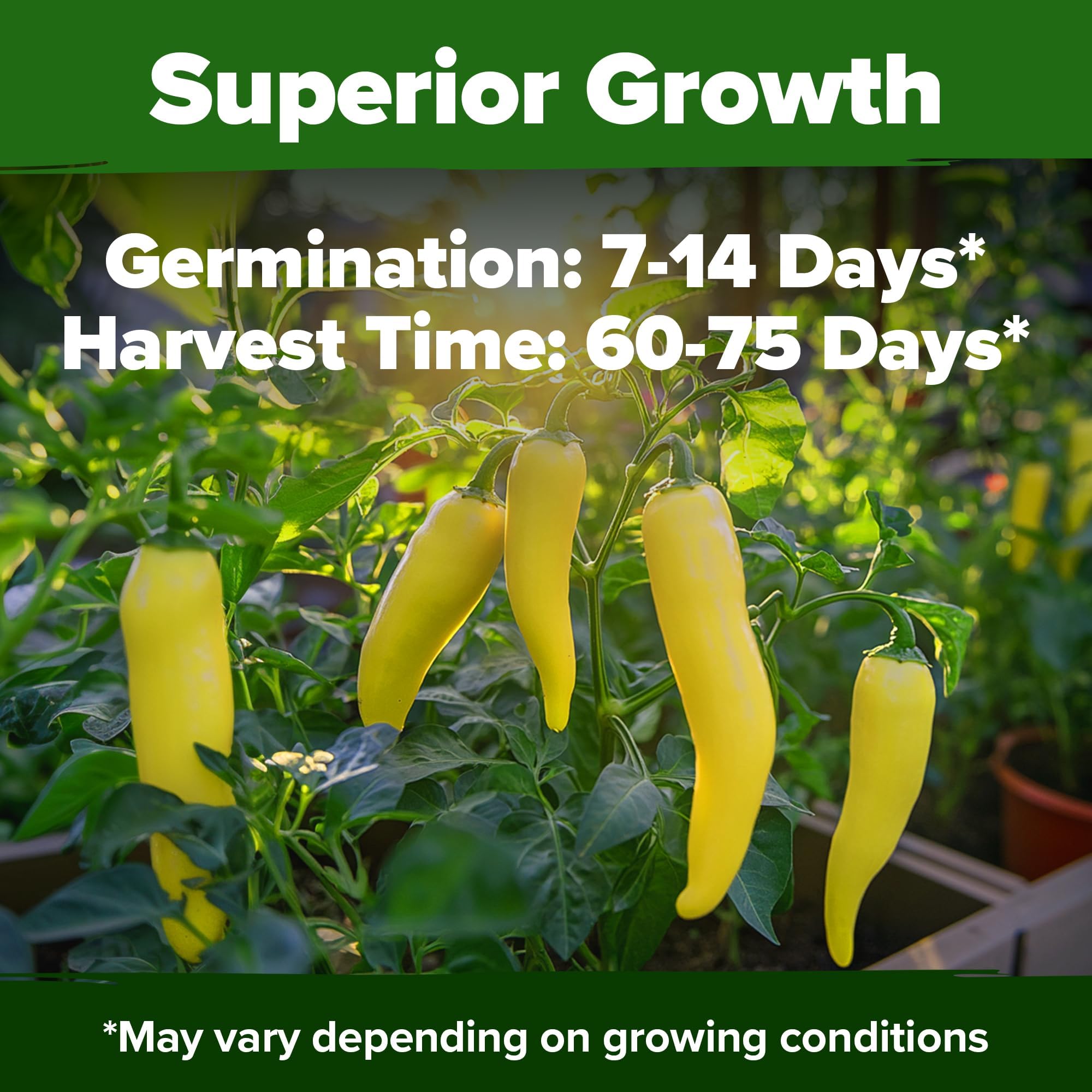 Sweet Banana Pepper plant with clusters of ripe peppers in various stages