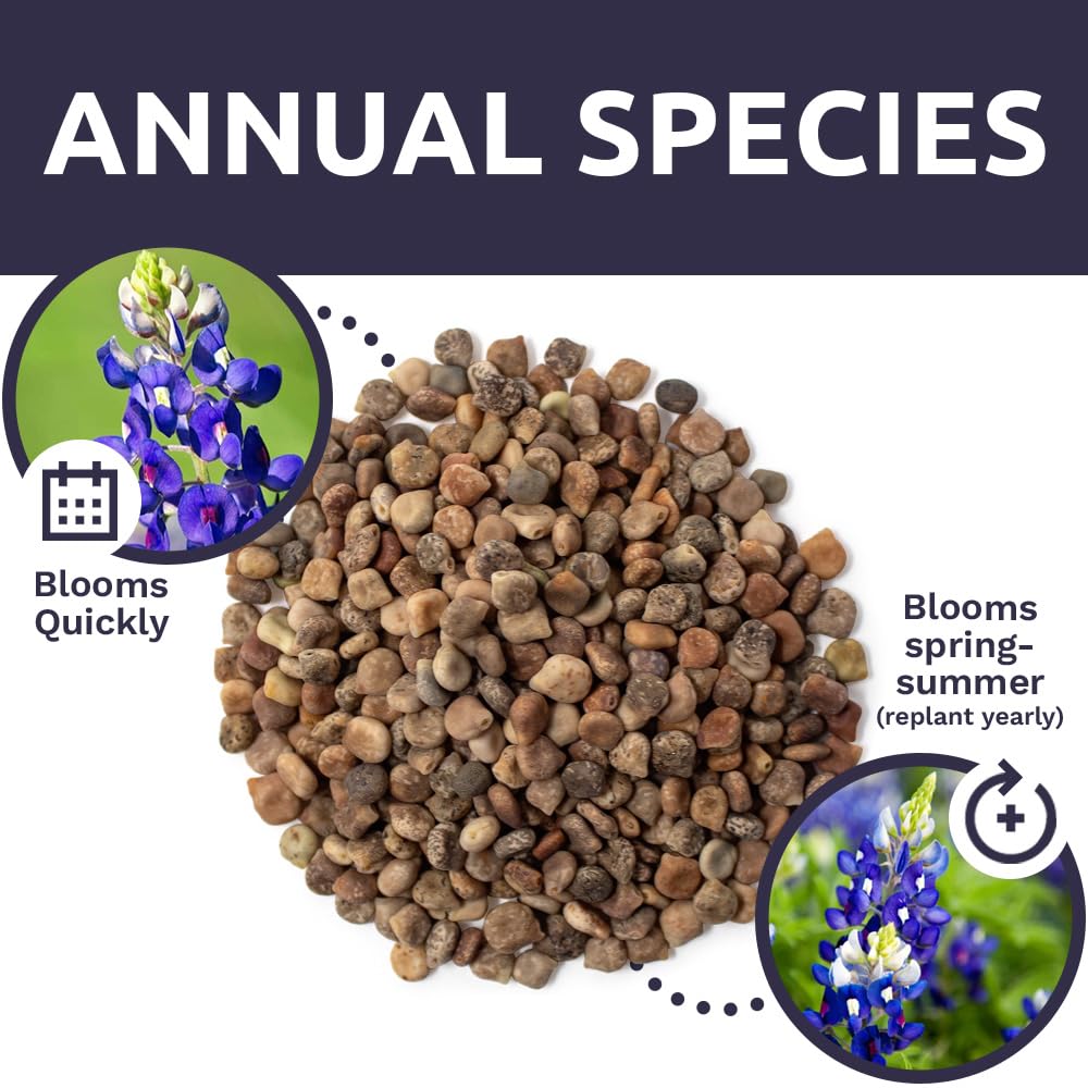 SWEET YARDS Bluebonnet seeds ready for planting