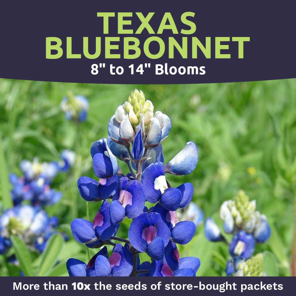 SWEET YARDS Bluebonnet seeds with planting instructions
