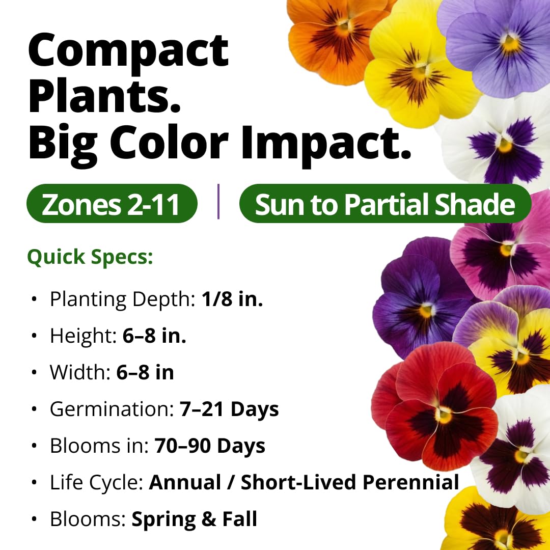 Swiss Giant Pansy flowers in a garden setting