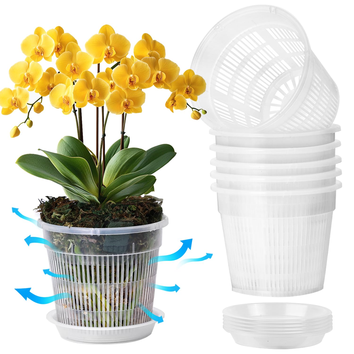 T4U Clear Orchid Pot 5.5 inch front view with drainage holes