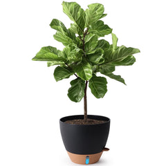 T4U Self Watering Pot 12 Inch Black front view with water level window