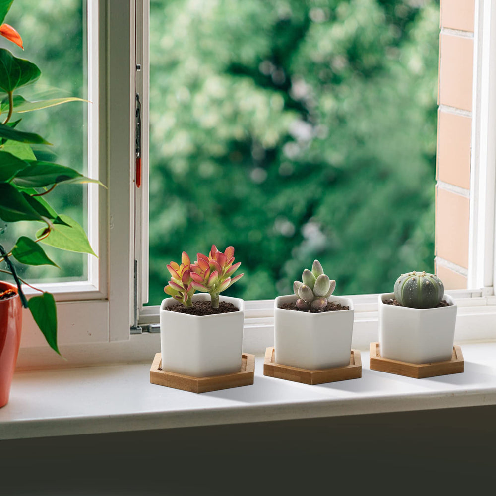 T4U Small Succulent Pots set displayed on kitchen counter