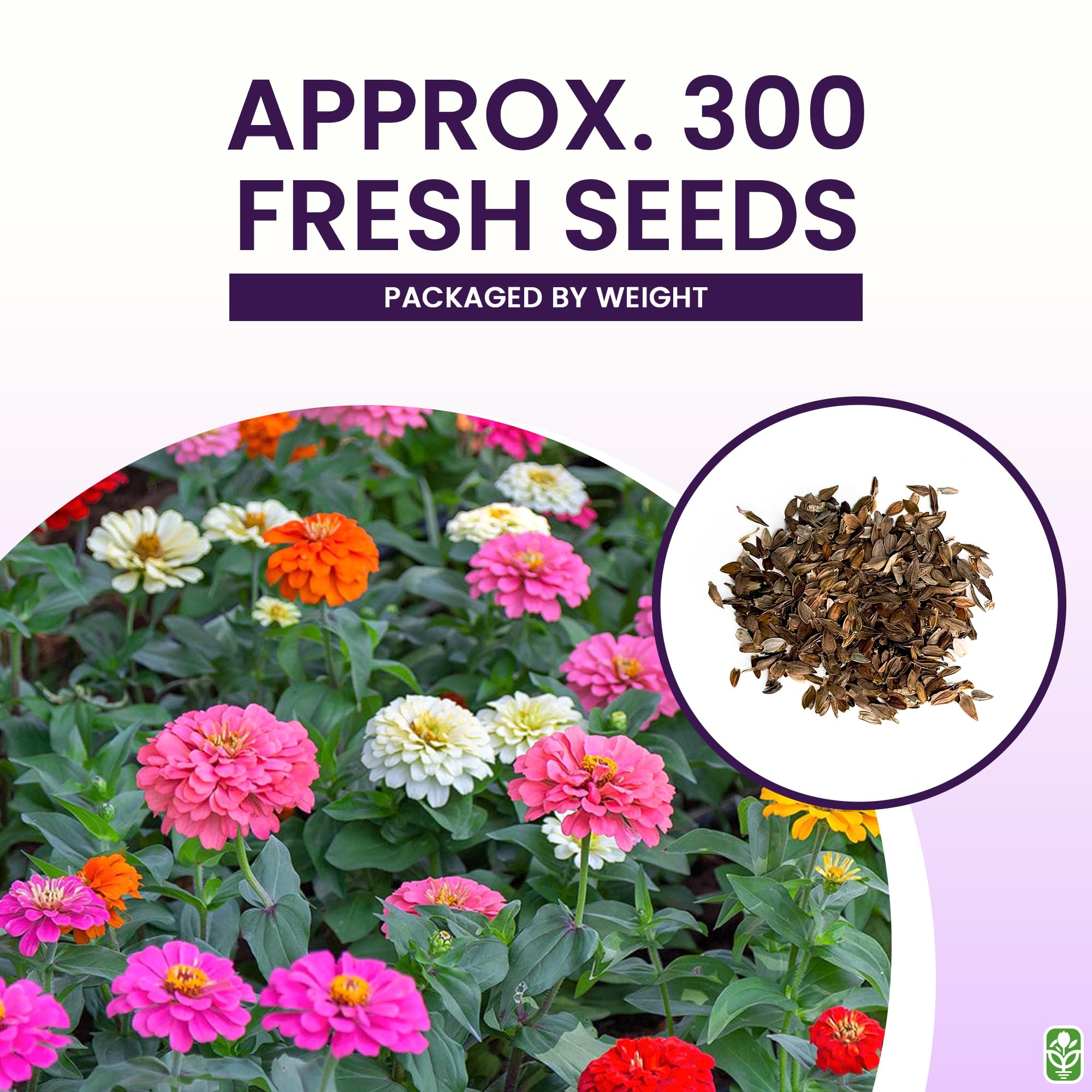 Tall zinnia plants in a garden setting with blooms