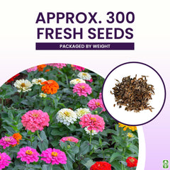 Tall zinnia plants in a garden setting with blooms