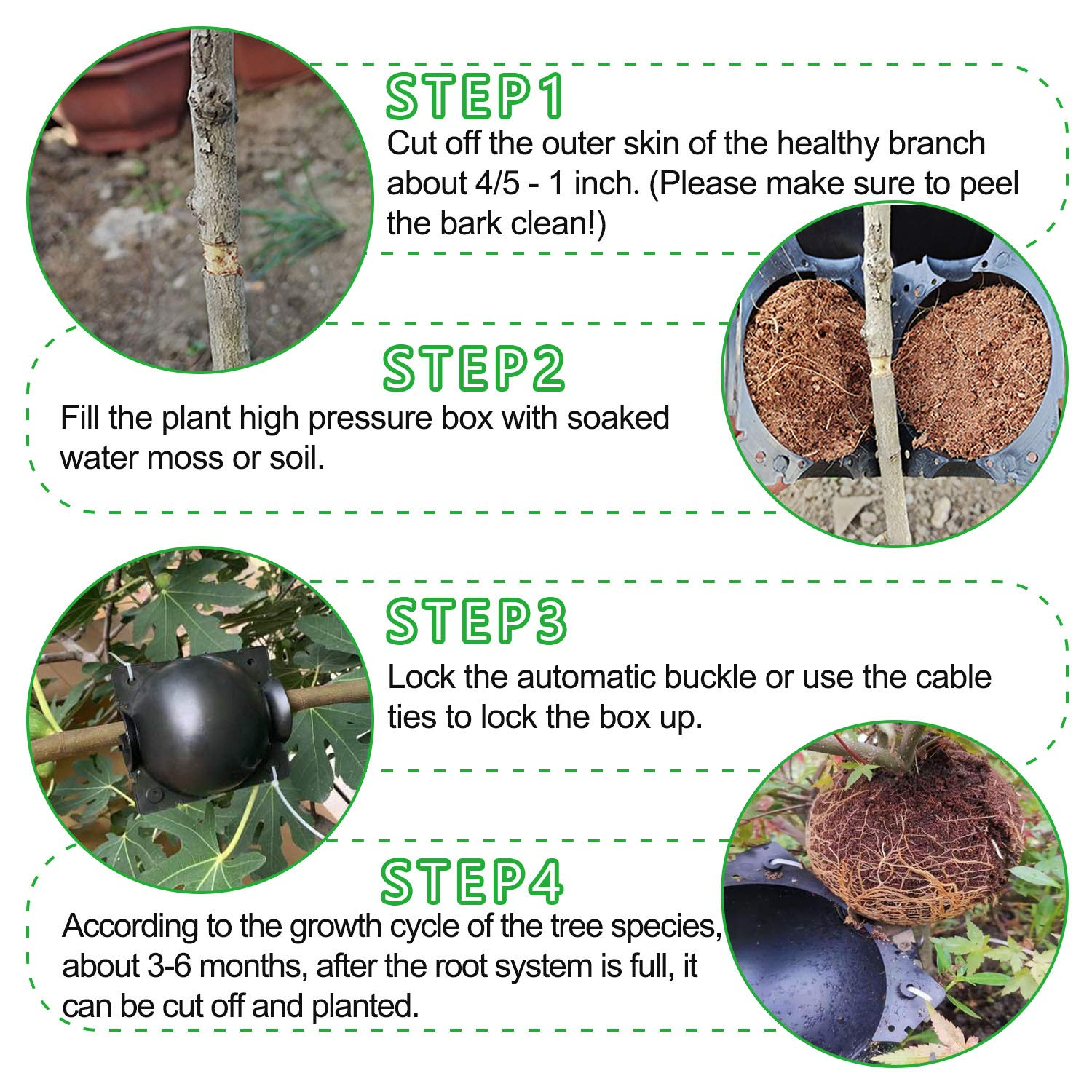 Tanzfrosch 10 pack tree root growing box with dimensions shown