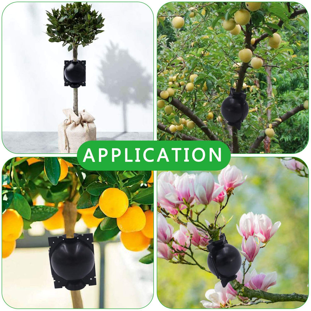 Tanzfrosch tree root growing box packaging display