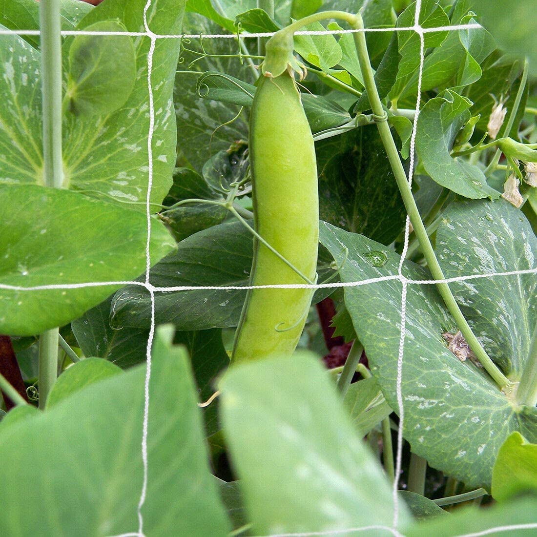 Tcamp trellis netting being cut to size for a garden project