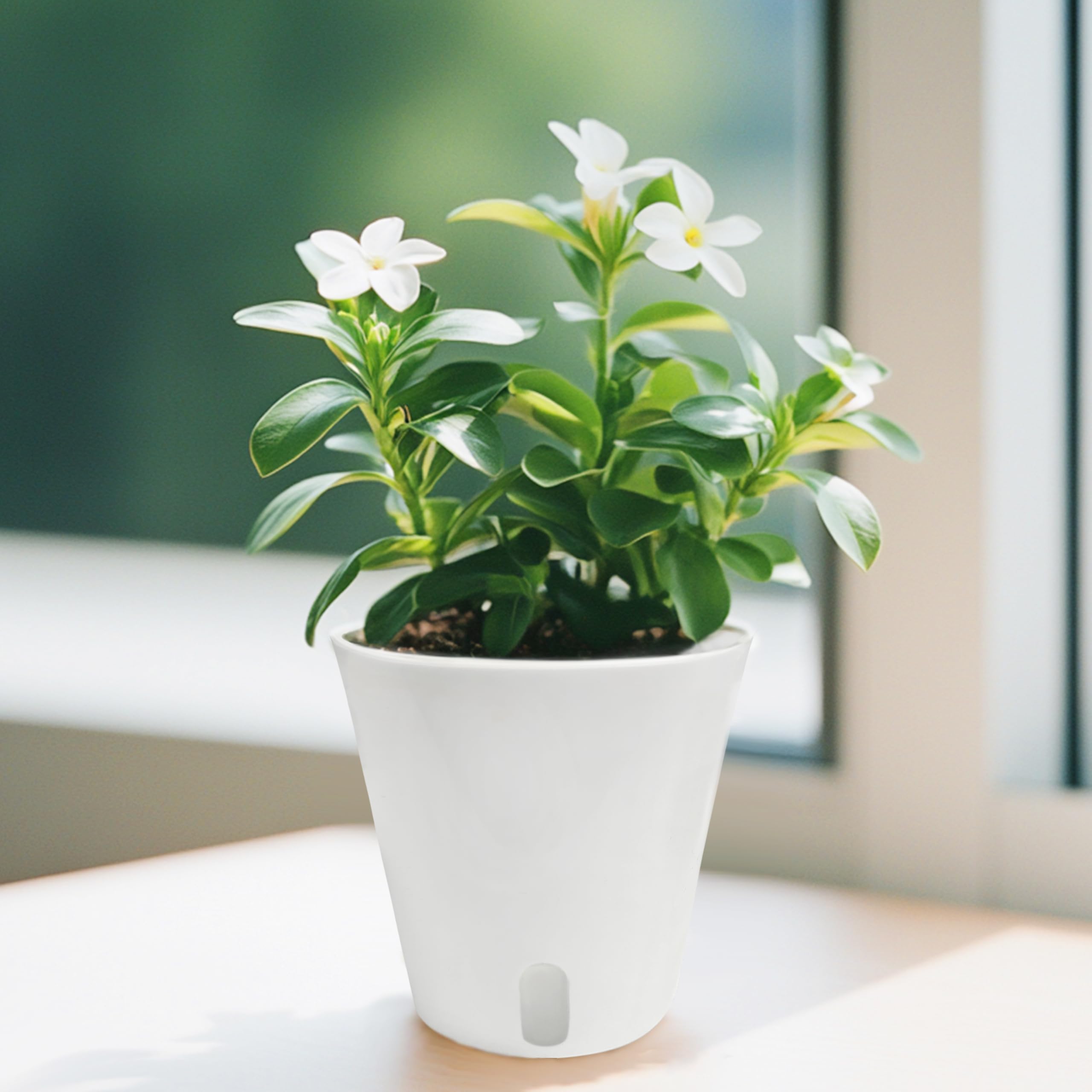 TCBWFY self watering pot on a windowsill with herbs