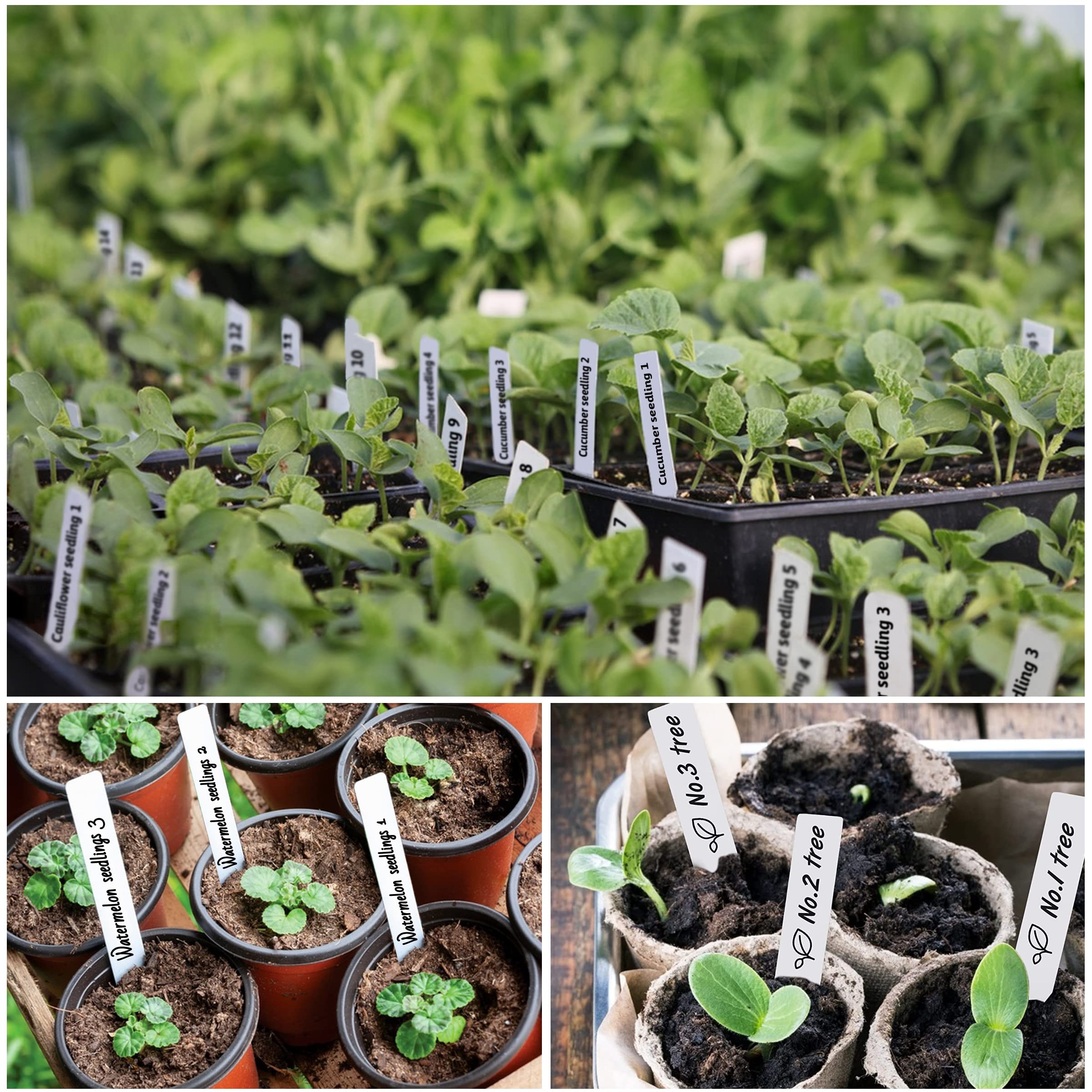 TDHDIKE plant labels displayed outdoors in a garden setting