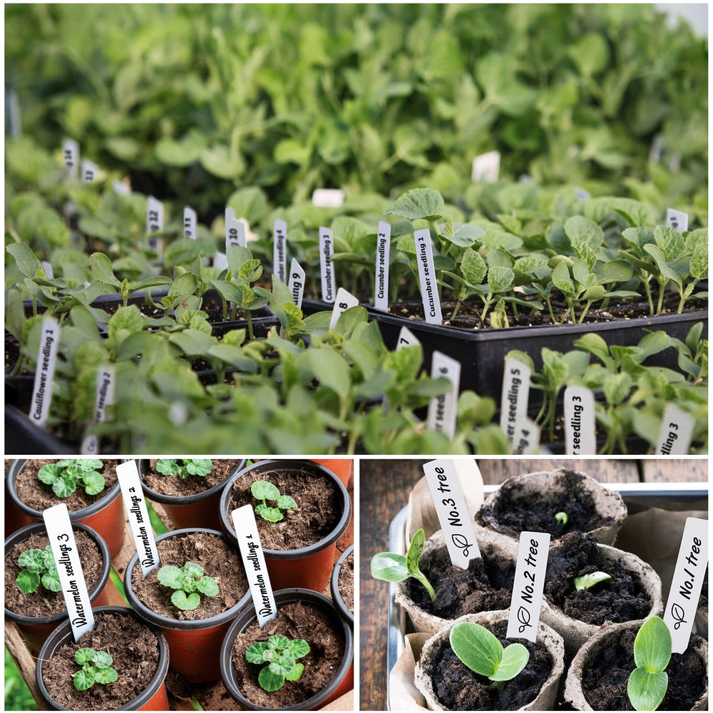 TDHDIKE plant labels displayed outdoors in a garden setting