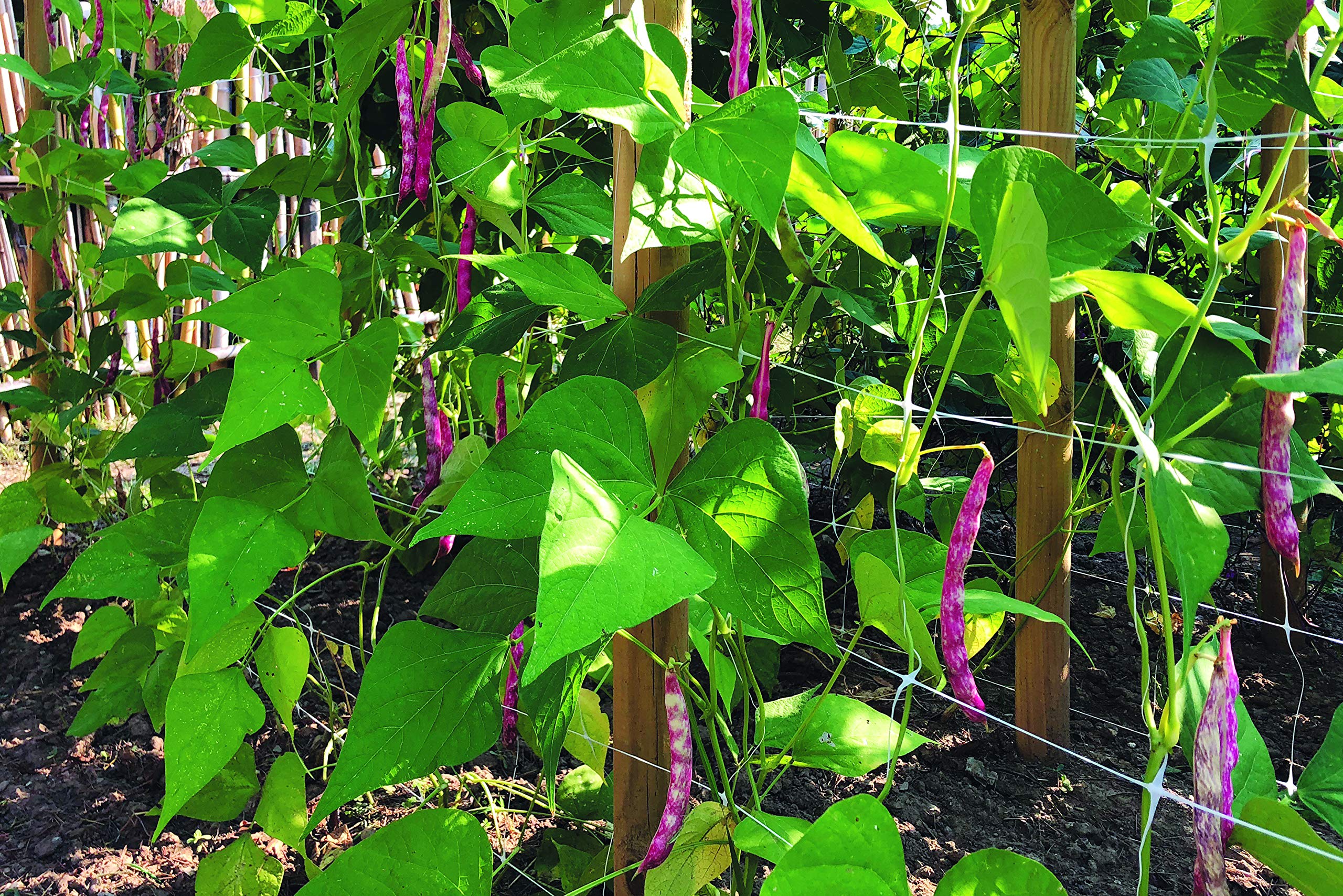 TENAX trellis net packaging details