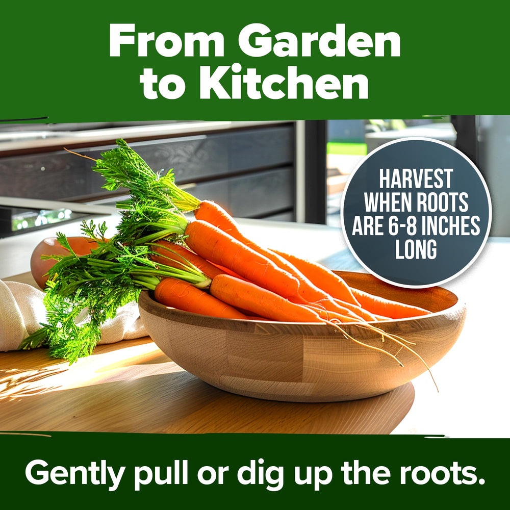 Tendersweet Carrots in a garden container